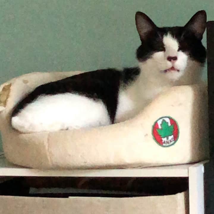 ぽんずのインスタグラム：「お昼寝から目覚めて、しばらく寝ぼけてた。  #ねこ#猫#cat#猫好き#親バカ#はちわれ#ハチワレ#はちわれ猫#ハチワレ猫#白黒猫部#にゃんすたぐらむ#ilovecat#猫大好き#うちの猫自慢#白黒猫 #我が家のぽんずくん #ちゅーちゅー妖怪」