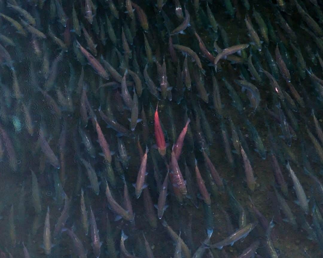 ナショナルジオグラフィックさんのインスタグラム写真 - (ナショナルジオグラフィックInstagram)「Photo by @acacia.johnson  A school of sockeye salmon under a bridge at Brooks Camp, Alaska. The pristine rivers of the Bristol Bay watershed form the most productive salmon ecosystem in North America, supporting the subsistence lifestyles of numerous tribal cultures and a $1.5 billion sustainable fishery that provides 14,000 jobs. But on July 24, the U.S. Army Corps of Engineers released a final environmental impact statement in favor of Pebble Mine, a proposed open-pit copper and gold mine that would hold hundreds of millions of tons of toxic waste in earthen dams at the headwaters of this watershed, in a seismically active area, in perpetuity. Follow me at @acacia.johnson to learn more about protecting this remarkable wilderness. #alaska #pebblemine #salmon #bristolbay   Check out Nat Geo's link in bio for more on this story.」8月2日 3時37分 - natgeo