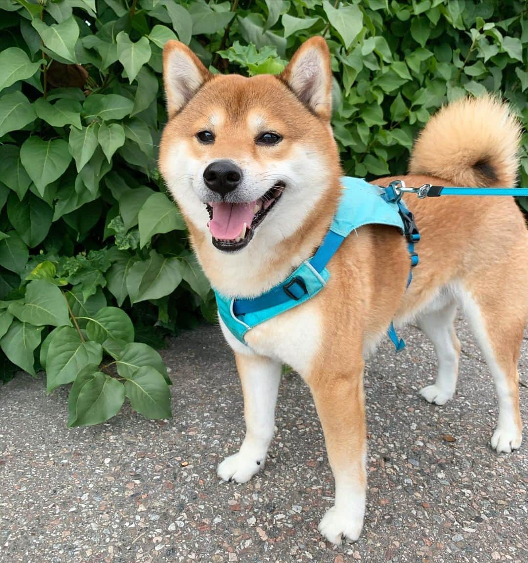 ?Fricko the Shiba Inu?のインスタグラム：「They say I’m the cutest boy in town 😎👍🏼  🐾 🐾 🐾 #Fricko #🐶 #☀️ #shiba #shibainu #dog #柴犬 #赤柴  #adorable #shibalovers #shibaholics  #dogoftheday  #weeklyfluff #aww #dogstagram  #dogscorner #puppiesofinstagram #shibapuppy」