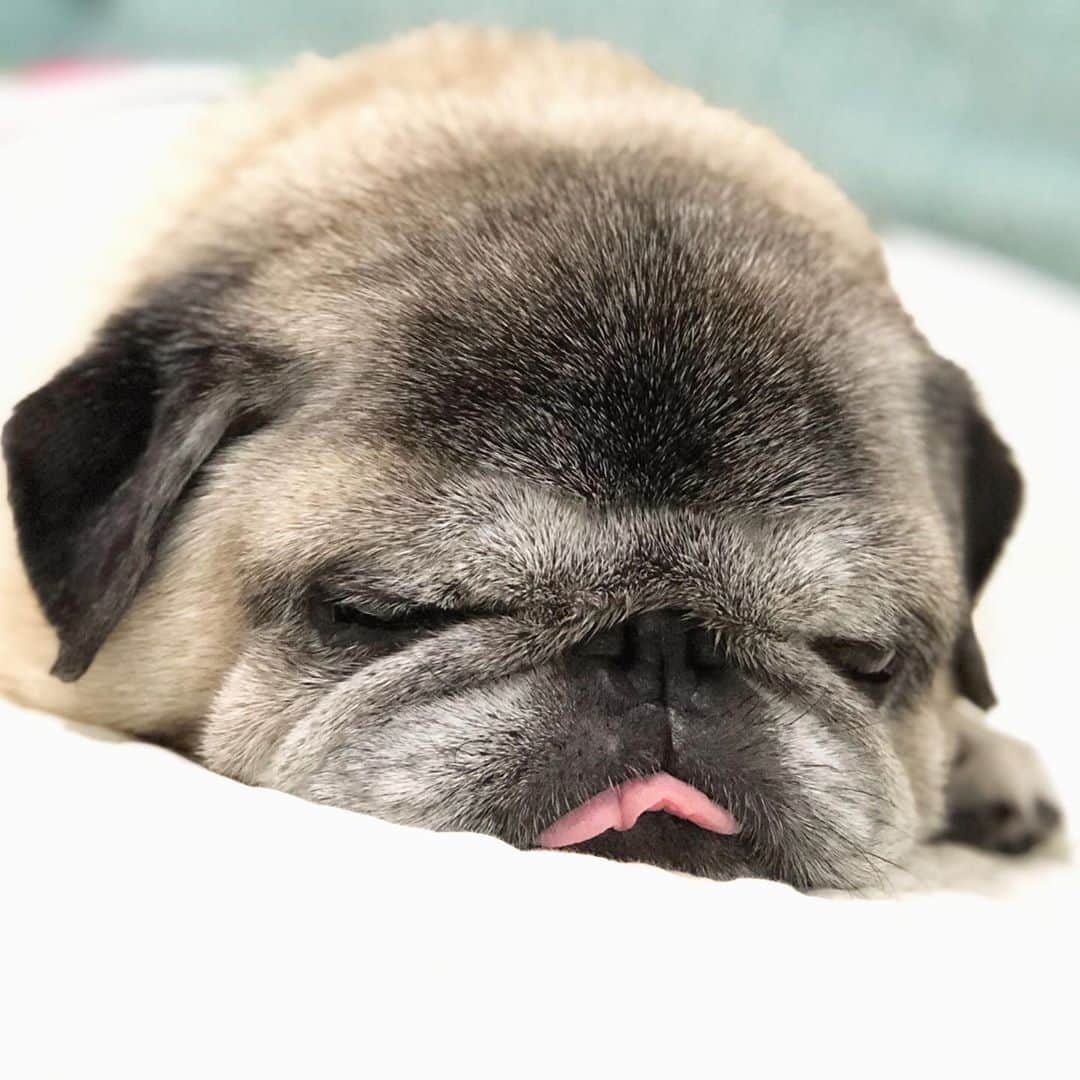 八兵衛のインスタグラム：「Hachibei♡ ① * * *  #ほぼ黒パグ #おじいちゃん犬 #pug #puggy #puglife #puglove #petstagram #pugstagram #pugsofinstagram #pugs #dog #ふわもこ部  @igersjp #IGersJP #east_dog_japan #pecoイヌ部 #八兵衛 #はちべえ #朝ワンコ夕ニャンコ」