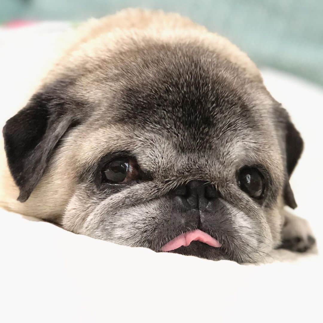 八兵衛のインスタグラム：「Hachibei♡ ② * * *  #ほぼ黒パグ #おじいちゃん犬 #pug #puggy #puglife #puglove #petstagram #pugstagram #pugsofinstagram #pugs #dog #ふわもこ部  @igersjp #IGersJP #east_dog_japan #pecoイヌ部 #八兵衛 #はちべえ #朝ワンコ夕ニャンコ」