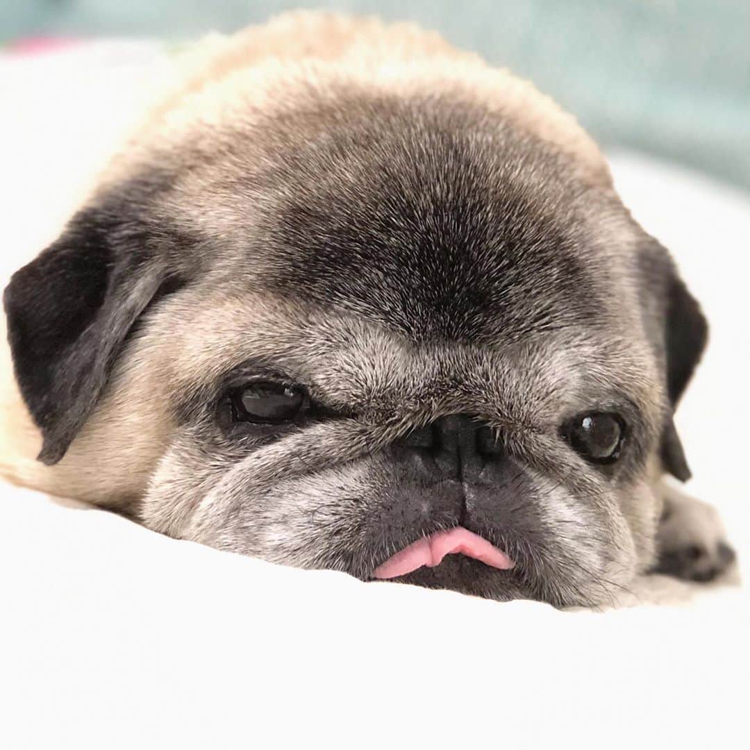 八兵衛のインスタグラム：「Hachibei♡ ③ * * *  #ほぼ黒パグ #おじいちゃん犬 #pug #puggy #puglife #puglove #petstagram #pugstagram #pugsofinstagram #pugs #dog #ふわもこ部  @igersjp #IGersJP #east_dog_japan #pecoイヌ部 #八兵衛 #はちべえ #朝ワンコ夕ニャンコ」
