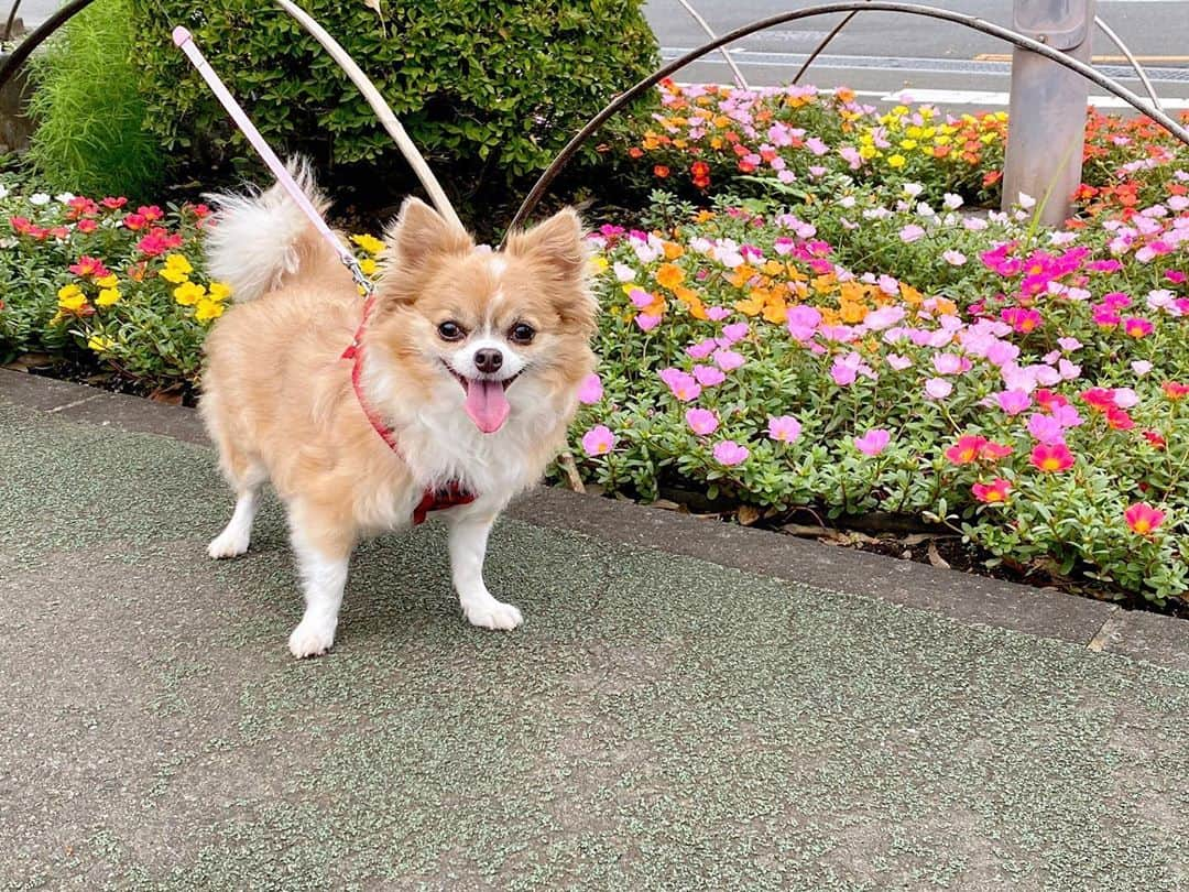 大後寿々花さんのインスタグラム写真 - (大後寿々花Instagram)「癒しわんこ🐶 #chihuahua #kinako #🐶」8月1日 19時53分 - suzuka_ohgo