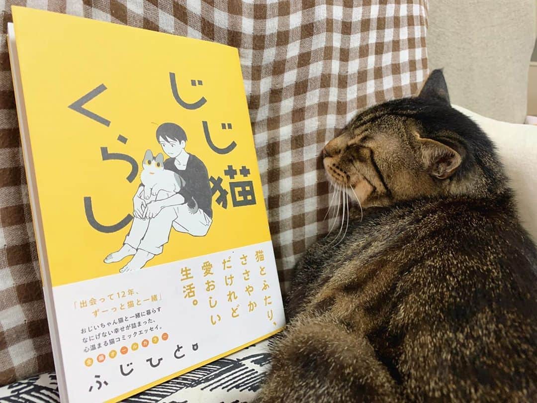 Musashiさんのインスタグラム写真 - (MusashiInstagram)「夕方ムサシさん。うちのじじ猫と、#じじ猫くらし 。のんびりした、良きねこ漫画でした。Catnap with Cat Manga. #musashi #mck #cat #キジトラ #ムサシさん #ねこすたぐらむ #musashi_the_cat」8月1日 20時07分 - _daisy