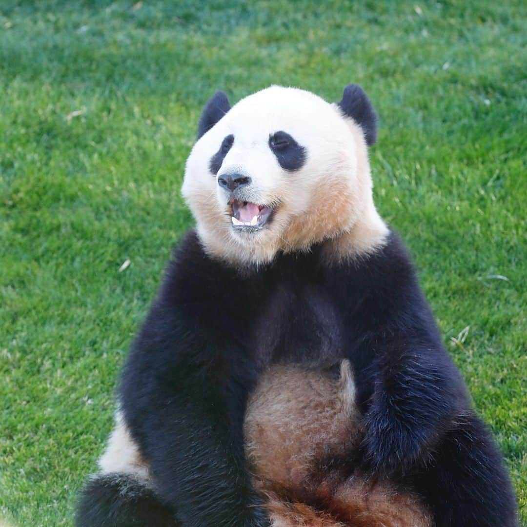 パンダ（白浜）さんのインスタグラム写真 - (パンダ（白浜）Instagram)「#結浜 on the grass Panda  Love Park. #photography  #adventureworld  🐼😊🐼  #ADVENTUREWORLDPANDAS #baby #HELLOLITTLE #pandamental #hellopanda #ハローリトル #ハローパンダ #パンダグラビア #パンダ　and #panda #pandababy 🐼🐼🐼」8月1日 20時01分 - hellopanda_book