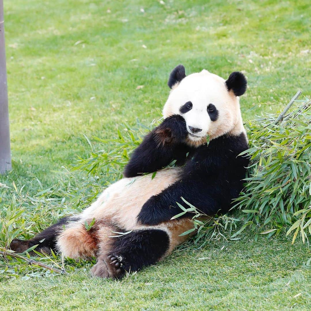 パンダ（白浜）さんのインスタグラム写真 - (パンダ（白浜）Instagram)「#結浜 on the grass Panda  Love Park. #photography  #adventureworld  🐼😊🐼  #ADVENTUREWORLDPANDAS #baby #HELLOLITTLE #pandamental #hellopanda #ハローリトル #ハローパンダ #パンダグラビア #パンダ　and #panda #pandababy 🐼🐼🐼」8月1日 20時01分 - hellopanda_book
