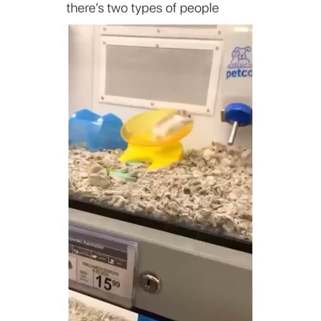 Daily The Best And Funniest Videosのインスタグラム：「There‘s two types of people 🐹😂 By @a.lindseyy」