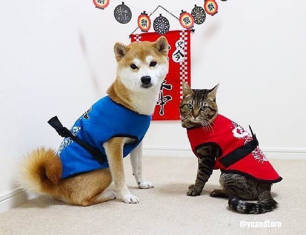 ゆうとろ（柴犬ゆうと猫のとろ）のインスタグラム