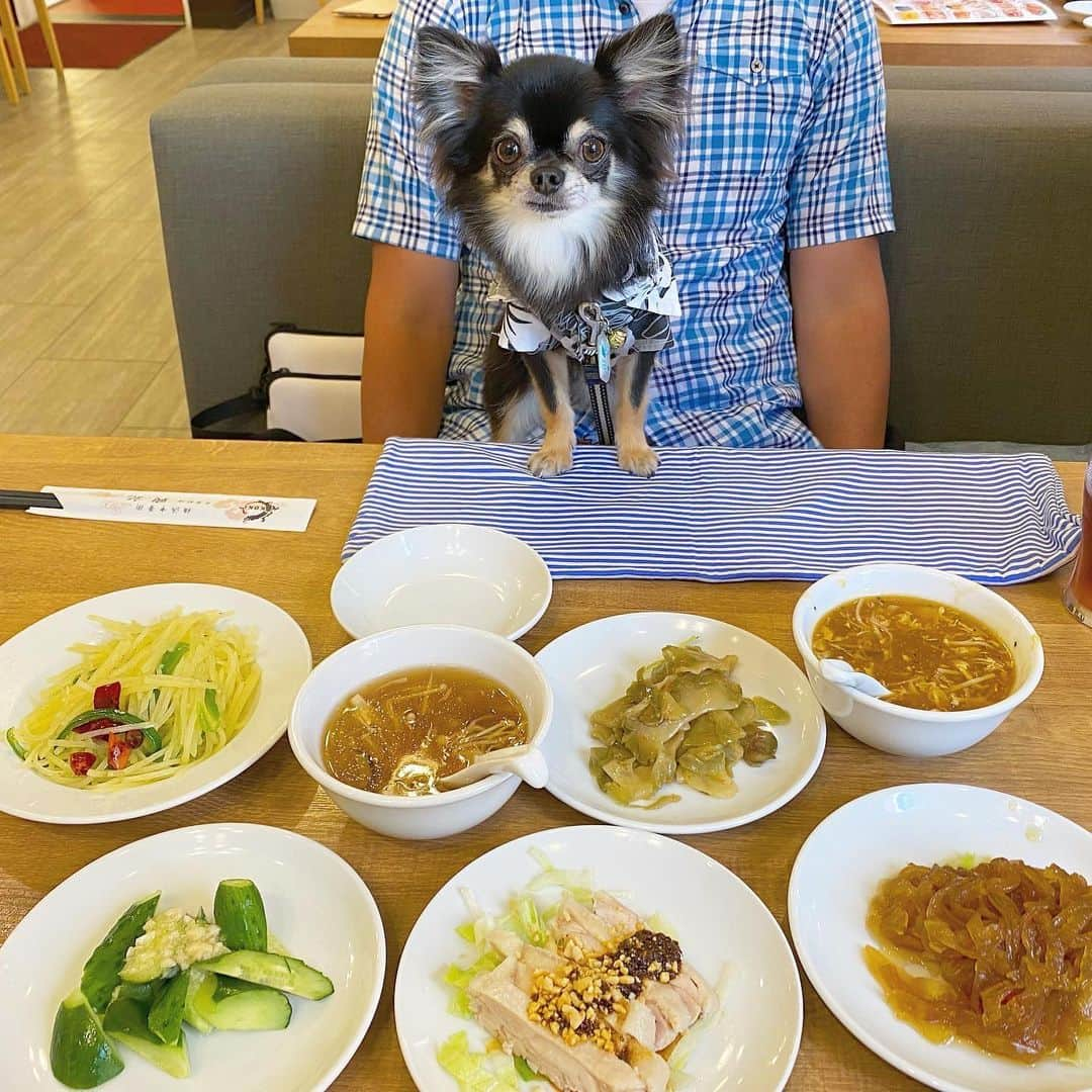 中倉隆道さんのインスタグラム写真 - (中倉隆道Instagram)「. お仕事終わりに中華街でルフトとご飯☺️ . ルフトはスタッフさんの膝上で嬉しそう🐶💕 . . ご飯食べたら寝た🐶💤💤 . 中華街はワンコOKなお店があるから助かる♬ . . #中華街 #中華街ワンコ店内ok #愛犬 #チワワ #わんこ #わんこのいる生活 #中倉隆道 #柿ピー研究家 #フリーアナウンサー #愛犬家 #アニメ研究家 #わんことお出かけ」8月1日 20時20分 - ryudo.tokyo