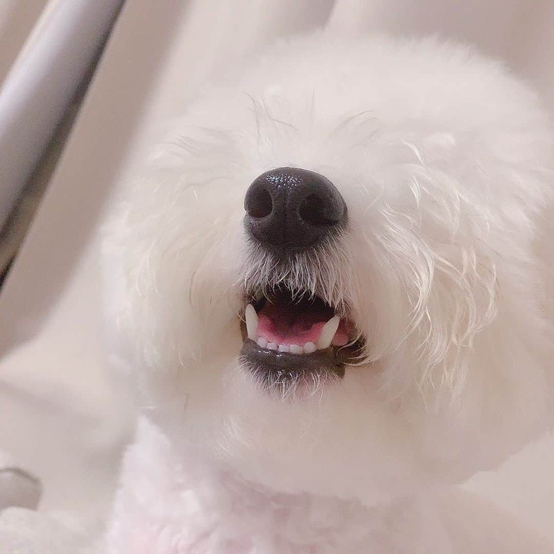 ハナマサのインスタグラム：「HANA  #hanamasagram #ハナマサ　#ビションフリーゼ #下アングルかわいい」