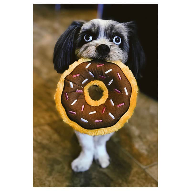 ローラ・ヴァンダーヴォートさんのインスタグラム写真 - (ローラ・ヴァンダーヴォートInstagram)「New toy, who dis. She brought this to me as I made my coffee. It’s like she knows me or something. 💕 . . . . . . . . . #donuts #dogsofinstagram #heart #love #furbaby #mygirl #sprinkles #soulmate #cutenessoverload #frankieblueeyes #pawfect #adoptdontshop #rescue」8月1日 21時14分 - lauravandervoort