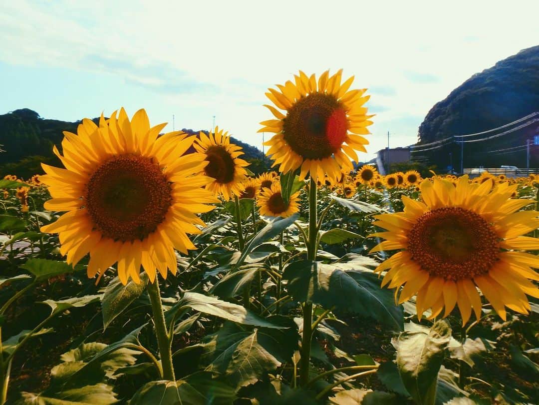 Linaのインスタグラム：「🌻❤️」