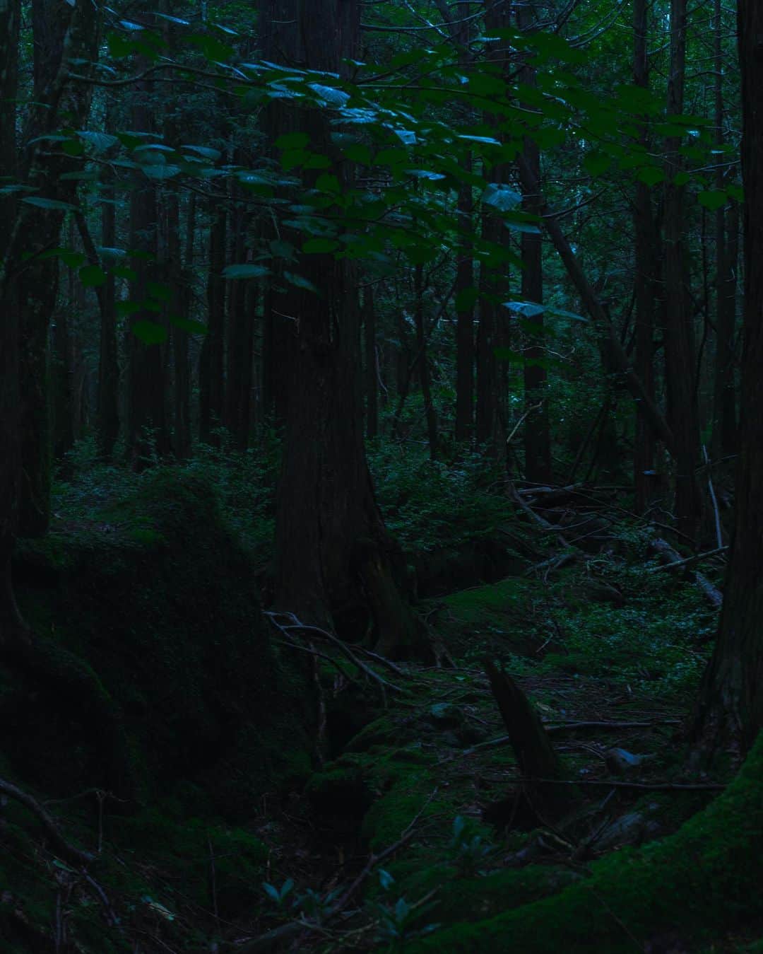 eichi tanoさんのインスタグラム写真 - (eichi tanoInstagram)「Forest - July 2020」8月1日 21時20分 - eichitano
