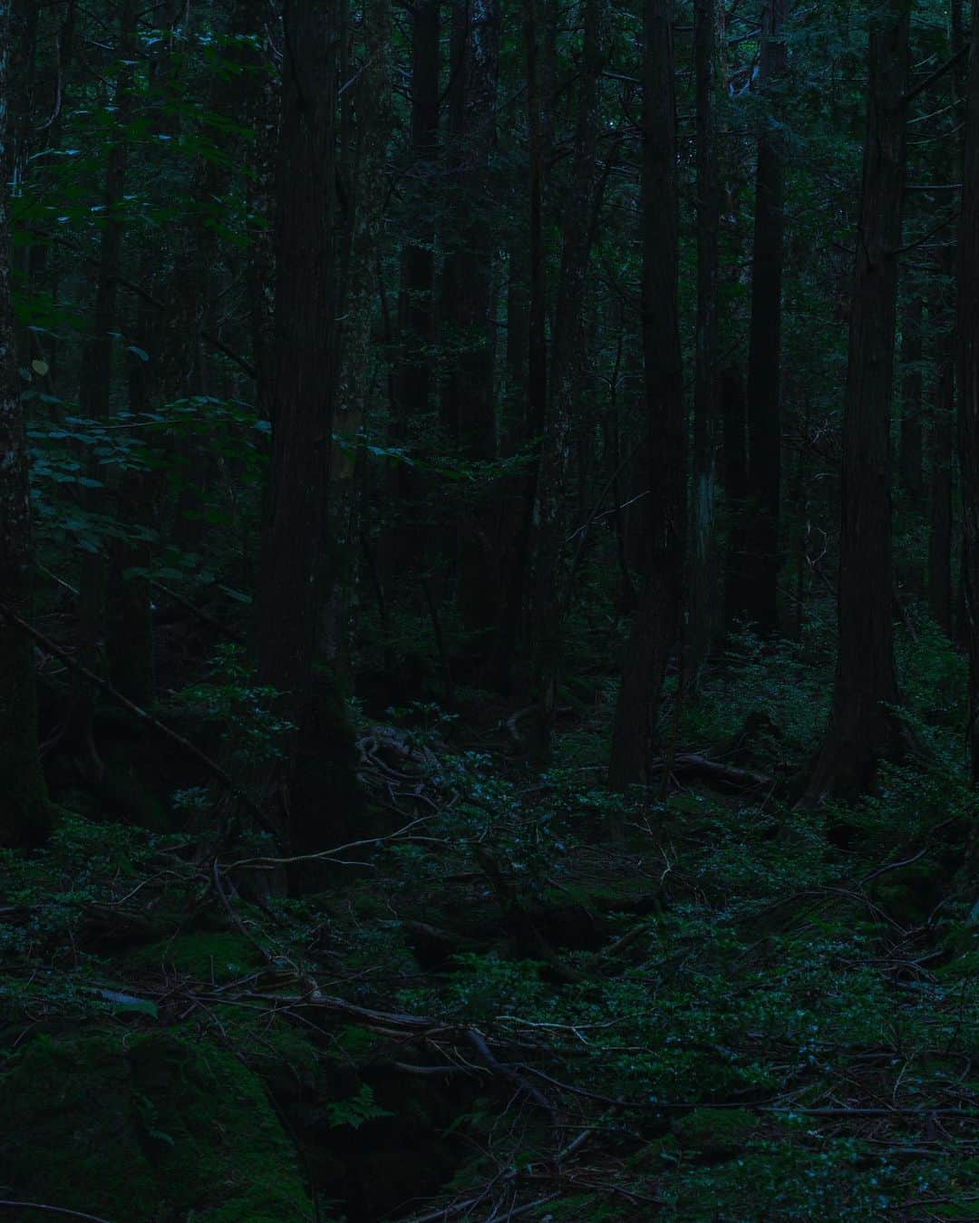 eichi tanoさんのインスタグラム写真 - (eichi tanoInstagram)「Forest - July 2020」8月1日 21時20分 - eichitano