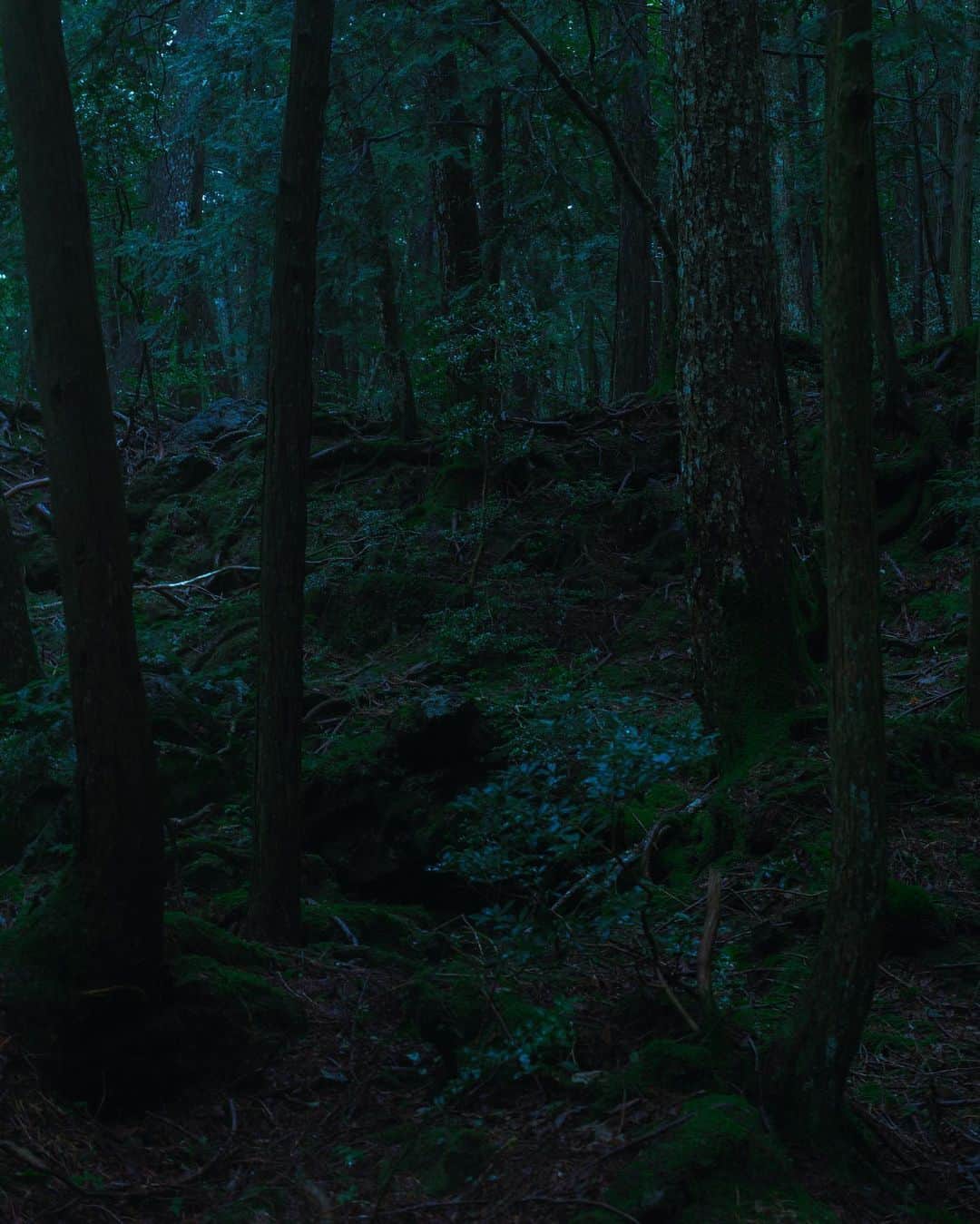 eichi tanoのインスタグラム：「Forest - July 2020」
