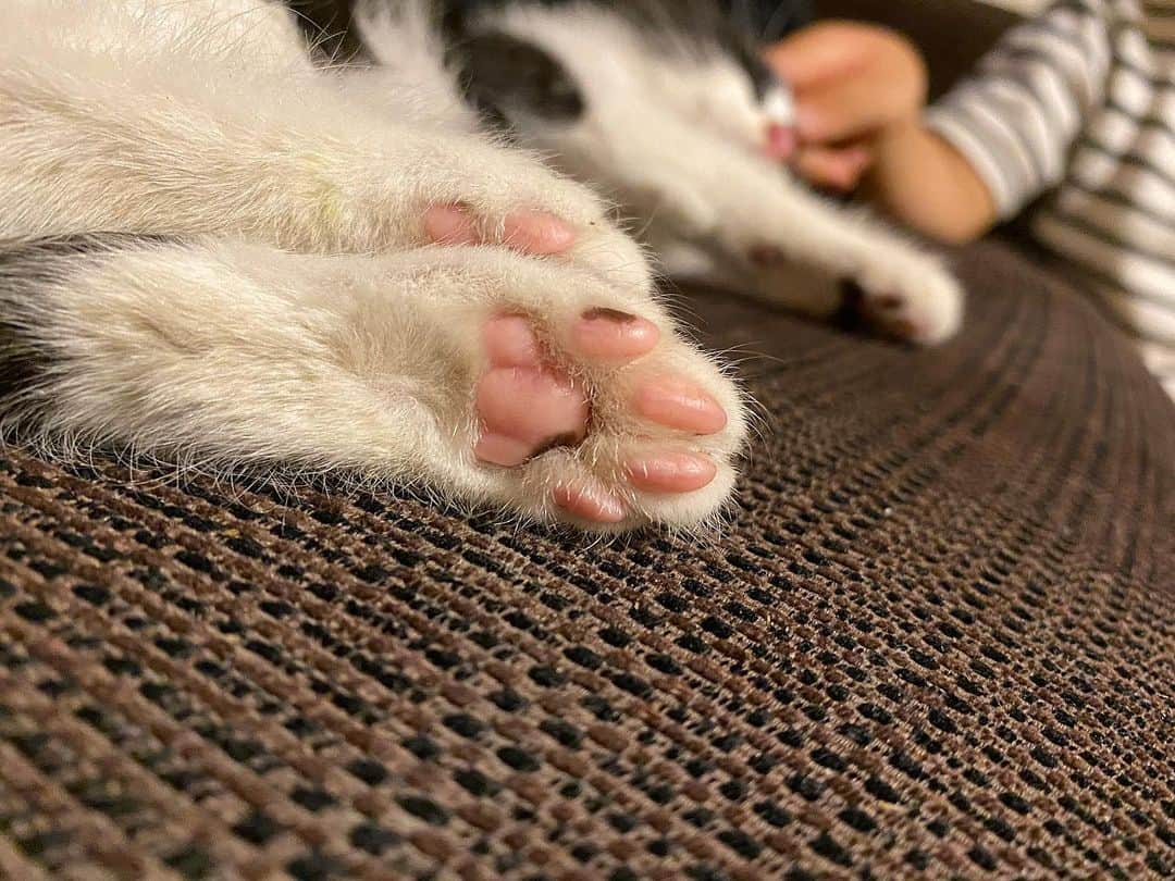 rats1316のインスタグラム：「・ Hello August🌻 ・ ・ ・ #0801#ねこのいる生活#ねこのいる生活#肉球#はちわれ#はちわれねこ#保護猫」