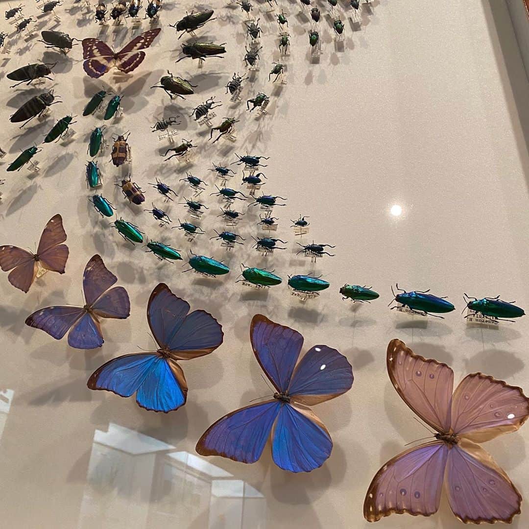 セナのインスタグラム：「🦋」