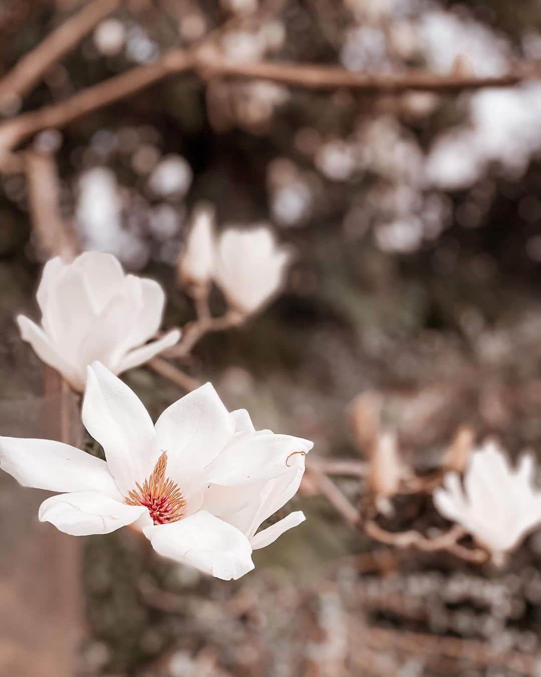アン・カーティスのインスタグラム：「“In joy or sadness, flowers are our constant friends.” – Okakura Kakuzo」