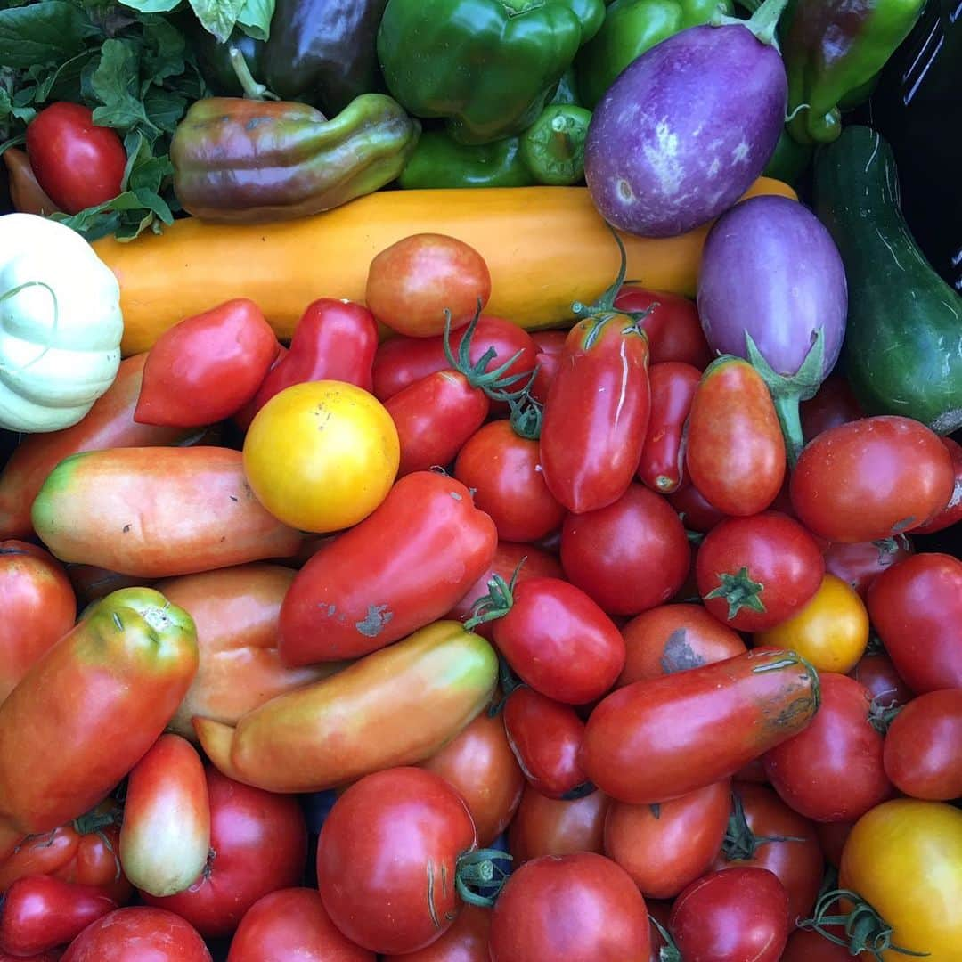 ザックポーゼンさんのインスタグラム写真 - (ザックポーゼンInstagram)「Morning #cornucopia august 1st,  The beginning of harvest season!  @springtownfarmstand」8月1日 22時12分 - zacposen