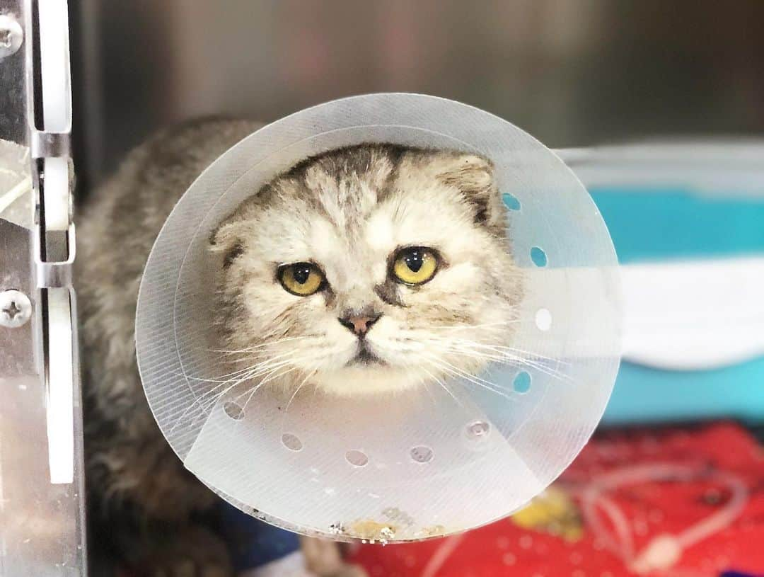 ルフさんのインスタグラム写真 - (ルフInstagram)「Day 7,we visit our little #Fold, it’s amazing Fold already knows us, i can tell he is obviously happy when he see us come in n he looks sad when he realized we gotta leave... His surgery was the reconstruction of his urinary tract cause stones had been completely necrotic, which would be very troublesome if not treated in time, so it was cut off some. Dr. said he is recovering well n they will remove his stitches out maybe next Monday,Fold will back our home soon!! - - #cat #poweroflove #angel #rescuedcat #dontabandonyouranimals #angelface #lovelycat #familylove」8月1日 22時36分 - lanlan731