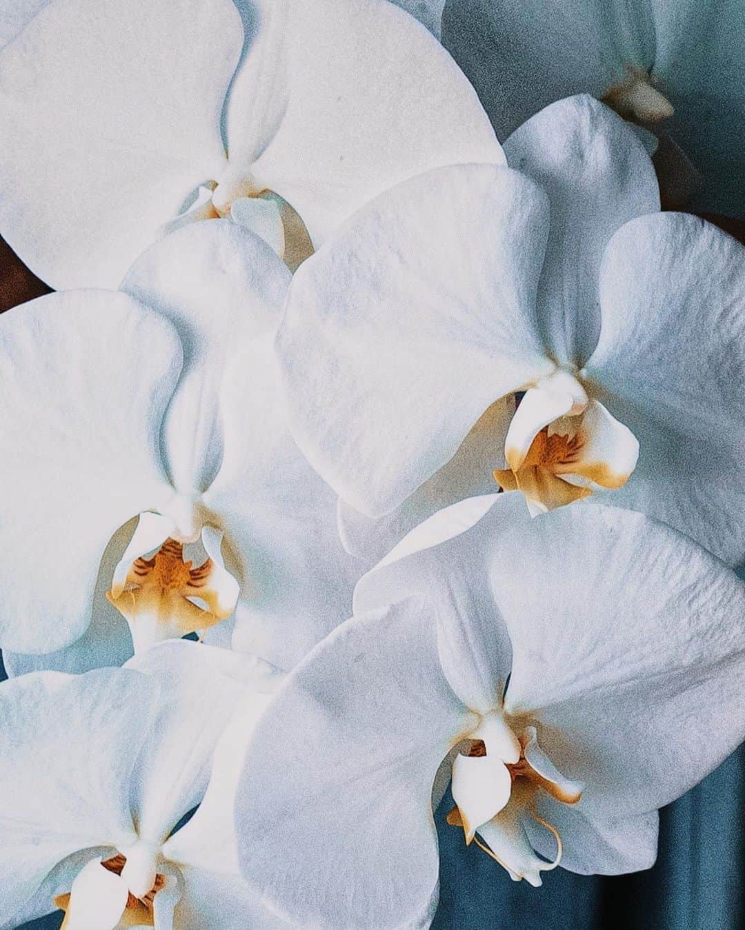柳澤麻衣さんのインスタグラム写真 - (柳澤麻衣Instagram)「Welcome August with phalaenopsis orchid.   8月を迎えました。 そろそろ長かった梅雨も明けそうですね。 どうか穏やかな8月になりますように🙏🌿」8月1日 23時31分 - toile_blanche