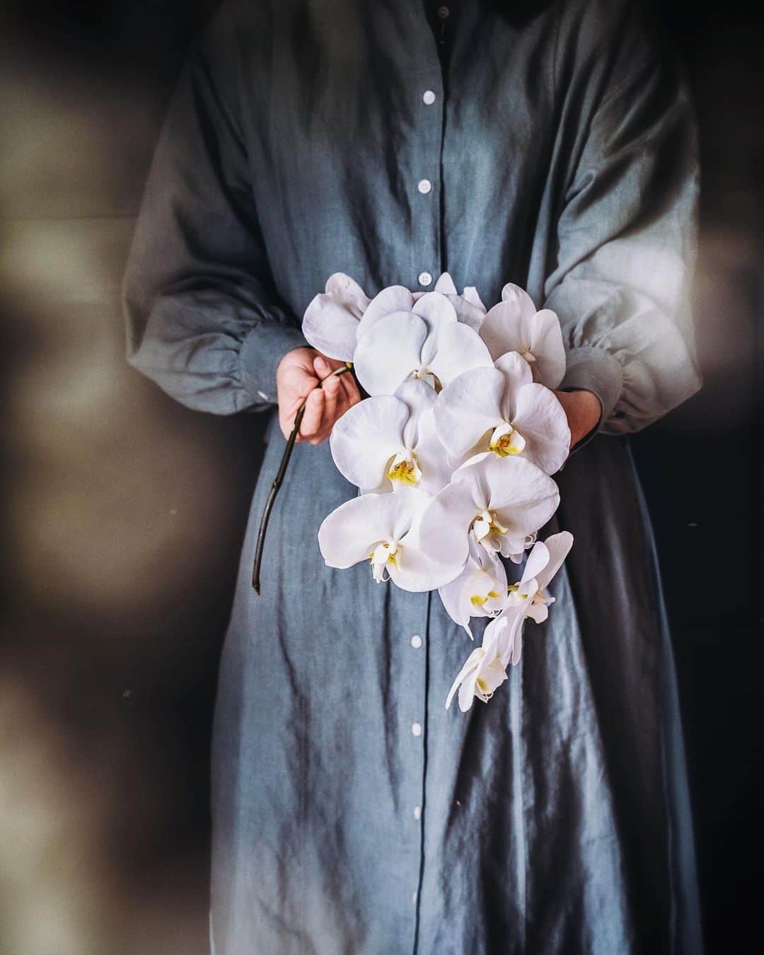 柳澤麻衣のインスタグラム：「Welcome August with phalaenopsis orchid.   8月を迎えました。 そろそろ長かった梅雨も明けそうですね。 どうか穏やかな8月になりますように🙏🌿」