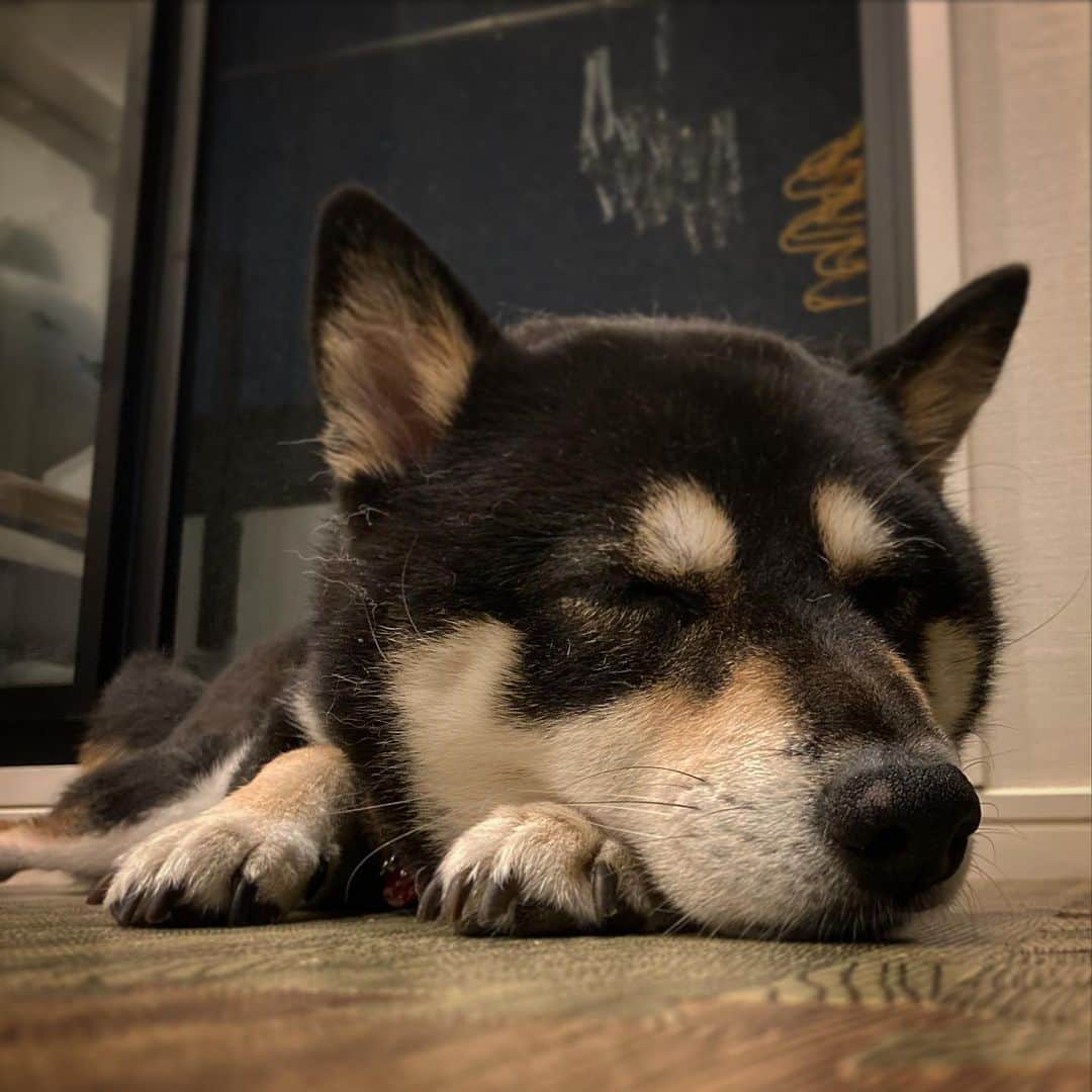 vo_coのインスタグラム：「😪 ねむねむこたちゃん ってキャプション打った直後にベランダに出て行きました🥴 * #回収し忘れないように #shibastagram #instashiba #shiba #shibainu #黒柴 #柴犬」