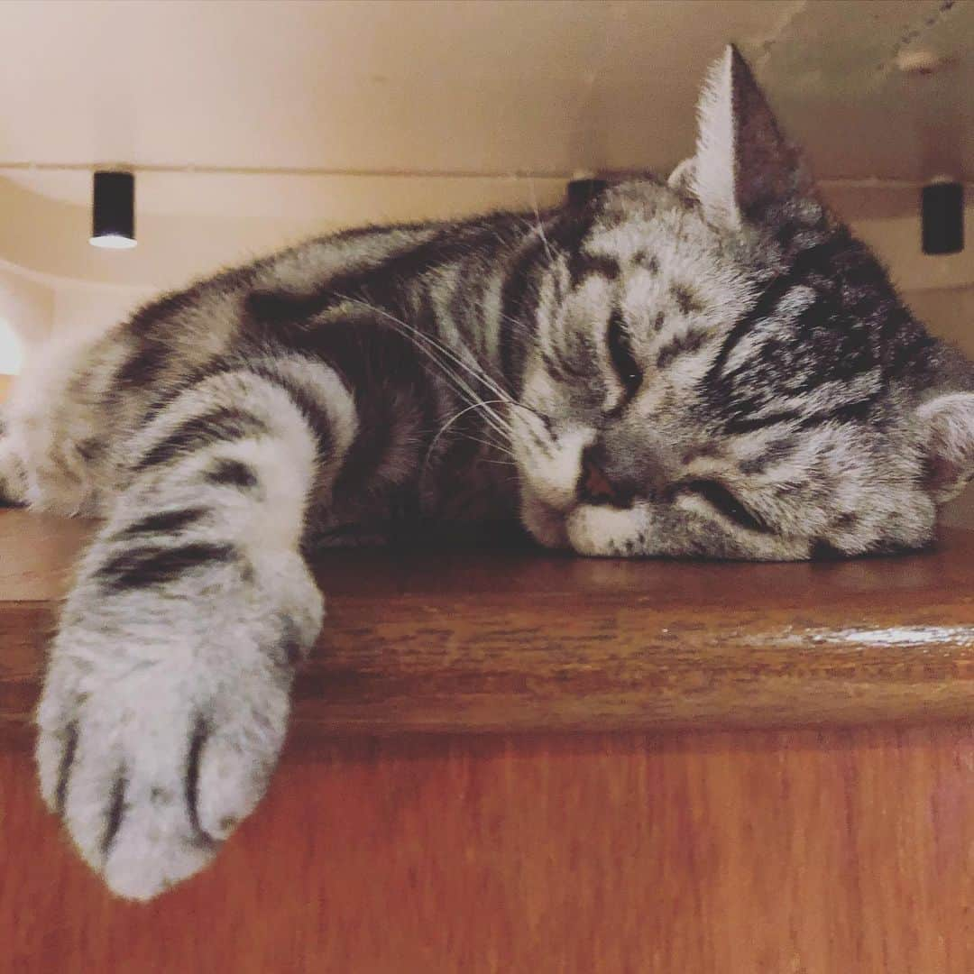 chai0219さんのインスタグラム写真 - (chai0219Instagram)「皆様、おやすみにゃさい💤  #americanshorthair #kitty #kitten #cat #cats #catstagram #neco #アメショ #アメショー #アメリカンショートヘア #ねこ #猫 #ネコ #にゃんこ #ニャンコ #ねこ部 #猫もふ #ねこのきもち #ねこのいる生活 #ねこのいる暮らし #慢性腎不全猫 #慢性腎不全闘病中」8月2日 0時08分 - chai0219