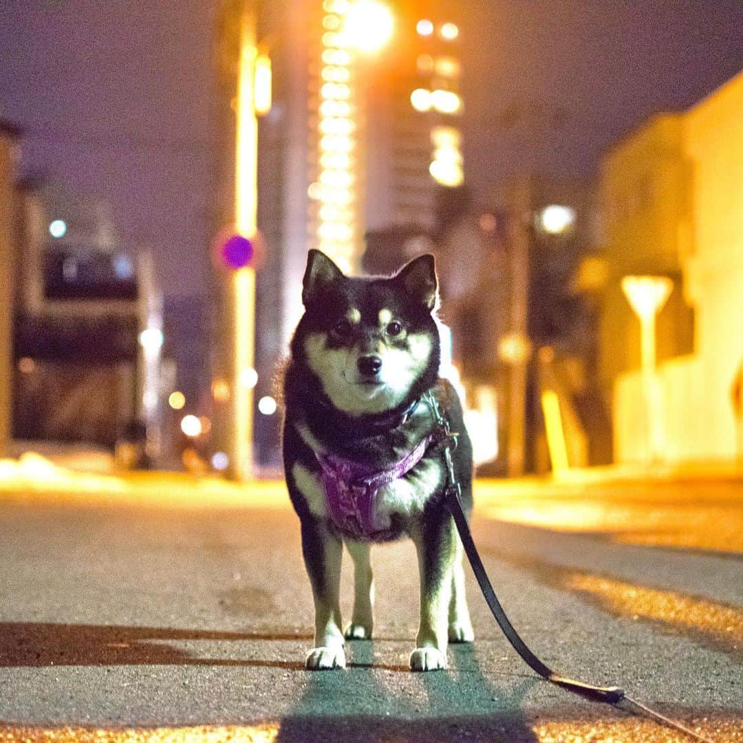 吾子さんのインスタグラム写真 - (吾子Instagram)「・ ・ ・ 明日も暑いかなあ🐶💕 ・ 雨よりいいけどねー💕 ・ ・ ・ ・ ・ ・ #夜は涼しいよ #夜ンポ #sapporo ・ ・ 北海道の柴犬 #柴北会 の皆ワン🐶💕早くみんなで安心してお散歩ができますように🐶👍🏻💕 ・ #adorable #instadog#shibainu#dog#instagramjapan#instashiba#kuroshiba #kuroshiba#socute #cutedog#いぬのきもち #黒柴 #dogstagram」8月2日 0時10分 - acoshiba