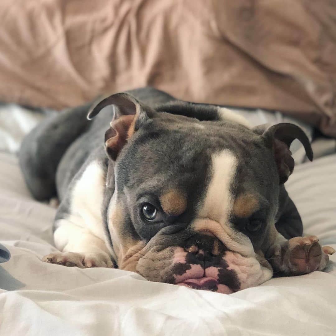 Bodhi & Butters & Bubbahのインスタグラム：「Saturday morning snuggles 🥰  . . . . . . #bulldog #momlife #cute #baby #weekend #vibes #sweet #boy #saturday #morning #snuggles #mylove #mylife #vegan #dog #blueeyes #dogsofinstagram #bestoftheday」