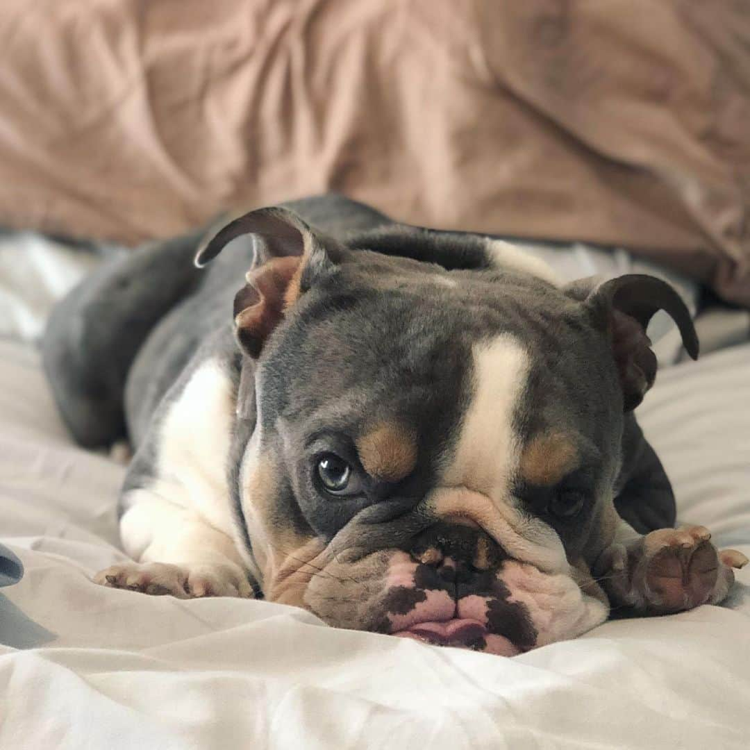 Bodhi & Butters & Bubbahさんのインスタグラム写真 - (Bodhi & Butters & BubbahInstagram)「Saturday morning snuggles 🥰  . . . . . . #bulldog #momlife #cute #baby #weekend #vibes #sweet #boy #saturday #morning #snuggles #mylove #mylife #vegan #dog #blueeyes #dogsofinstagram #bestoftheday」8月2日 0時48分 - keonistuff