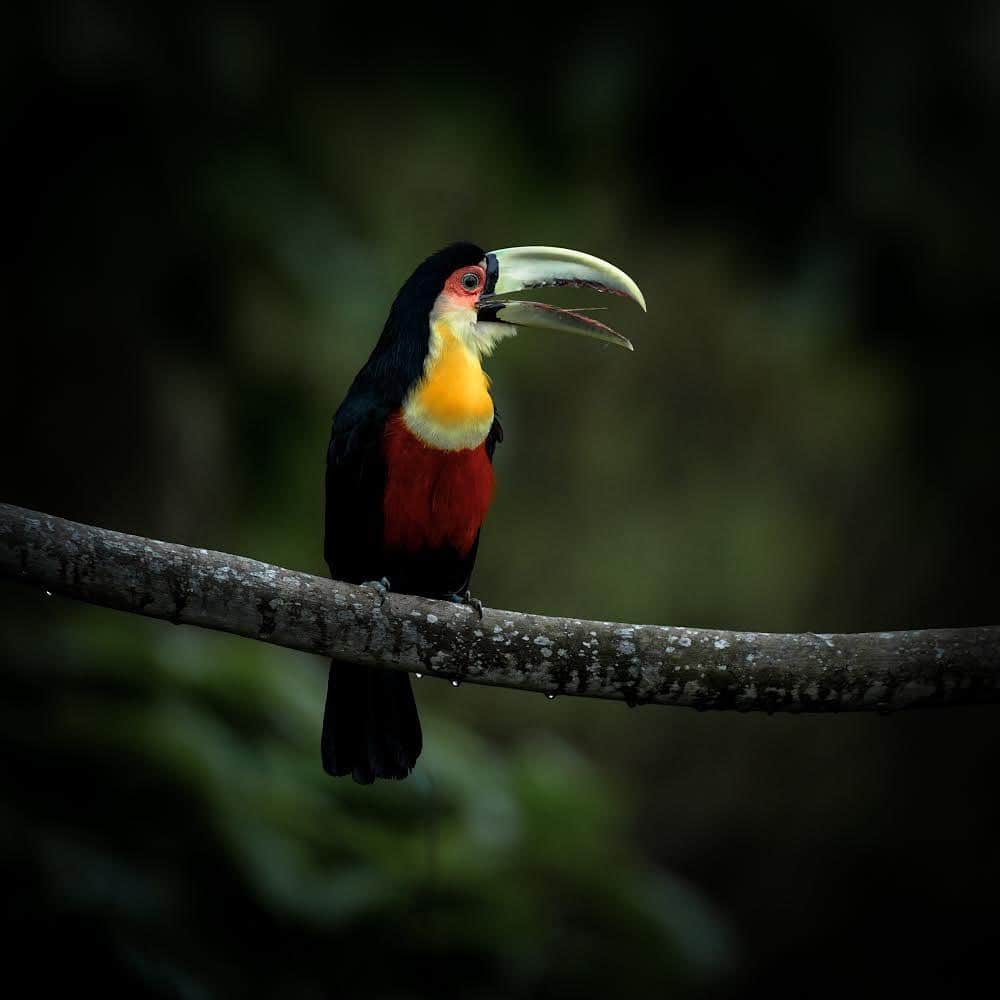 thephotosocietyさんのインスタグラム写真 - (thephotosocietyInstagram)「Photo by @lucianocandisani ( Luciano Candisani ). A green-billed toucan (Ramphastos dicolorus) in my garden this morning. During winter they often appear attracted by the banana trees in the back yard. Ilhabela, Brazilian southeast coast. @ilcp_photographers @natgeo @sealegacy #lucianocandisani#candisani #birds #ilhabela #aves #birds #atlanticforest」8月2日 0時45分 - thephotosociety