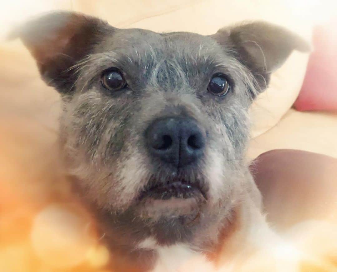 ズザンナ・シャコフスキーのインスタグラム：「Portrait of @thecindydoggy #dogsofinstagram #badassbrooklynanimalrescue」
