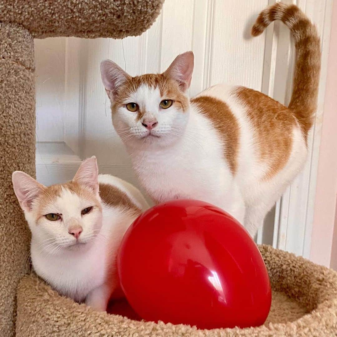 Priscilla and Poppletonさんのインスタグラム写真 - (Priscilla and PoppletonInstagram)「Well I think I started something with I rescued a kitten for my birthday. Winnie the Pooh and Tigger (aka Posey and Pink) would like to introduce you to their new cats. Swipe to meet Christopher and Robin. You can read all about their rescue story over on @prissyandpops_helpinghooves. They are the sweetest brothers, and we are so glad they get to stay together.🐻🎈🐯#rescuecats #PoseyandPink #ChristopherandRobin #prissyandpopshelpinghooves #PrissyandPop」8月2日 0時56分 - prissy_pig