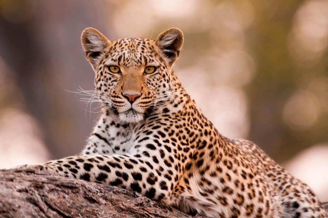 アニマルプラネットさんのインスタグラム写真 - (アニマルプラネットInstagram)「The leopard has the largest distribution of any wild cat on Earth, spanning sub-Saharan Africa, the Indian subcontinent, and East Asia. Sadly, the number of leopards in the wild has decreased due to issues like habitat loss and wildlife trade. . . . . . . . #caturday #leopard #bigcat #africa #asia #animalplanet #spots #spottedcat #wildcat #photooftheday #pictureoftheday」8月2日 1時00分 - animalplanet