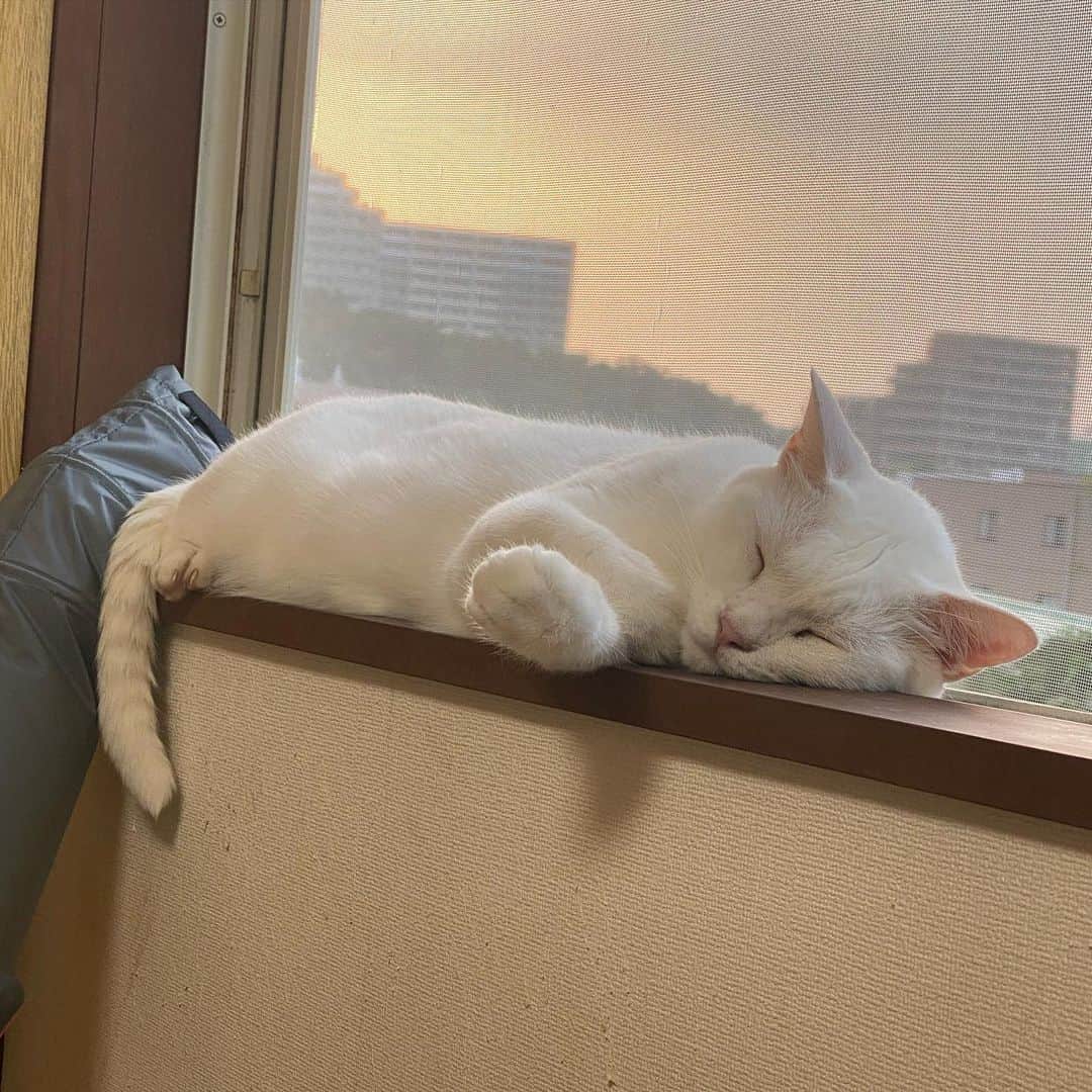 金巻ともこさんのインスタグラム写真 - (金巻ともこInstagram)「猫はなぜ寝ぼけてここから落ちるのか  #hakuchai #cat #猫多頭飼い #whitecat #白猫 #catstagram」8月2日 1時14分 - tomotomoco