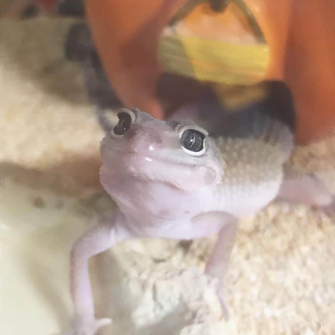 赤荻百華のインスタグラム：「ほしがり可愛い❤︎.*   #ヒョウモントカゲモドキ  #reptile   #爬虫類」