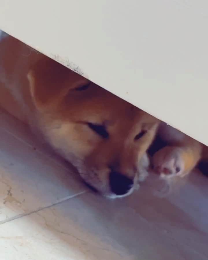 オリー・マーズのインスタグラム：「Thought I’d lost the dog 🤦🏻‍♂️ then I found her 🤣🐕👏🏻」