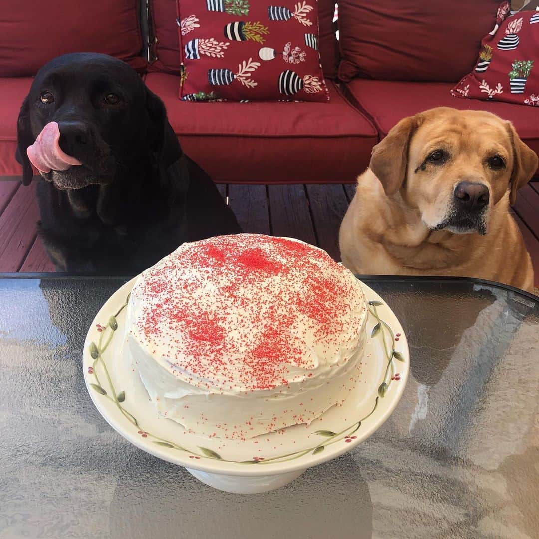 Jake And Gingerさんのインスタグラム写真 - (Jake And GingerInstagram)「Happy 9th Birthday Ginger!!! Jake can’t wait to taste that cake! ❤️❤️ #labrador #labrador_pictures #labrador_lovers #labsofinstagram #dogbirthday #dogbirthdayparty #dogbirthdaycake #dogsofinstagram #talesofalabpuppy #tailsofalab #birthdaygirl #birthday」8月2日 2時07分 - jake_n_ginger