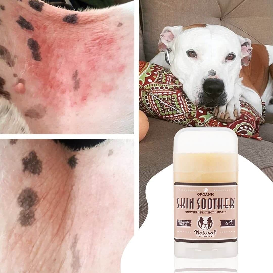 Regeneratti&Oliveira Kennelさんのインスタグラム写真 - (Regeneratti&Oliveira KennelInstagram)「"Roman had terrible rashes on his chest and under his arms. The rashes healed in just 4 days with Skin Soother - after seeing NO results with prednisone, gentamicin or hydrocortisone."⁠ .⁠ 👉 NaturalDog.com  global shipping 🌎 #NaturalDogCompany #SkinSoother⁠ .⁠ ☑ Organic, all-natural, vegan⁠ ☑ 60-Day Satisfaction Guarantee⁠ ☑ Vet Recommended⁠ ☑ Made in the USA⁠ ☑ Handcrafted in small batches⁠ ☑ Cruelty-free⁠ ☑ Pet Safe」8月2日 2時10分 - jmarcoz