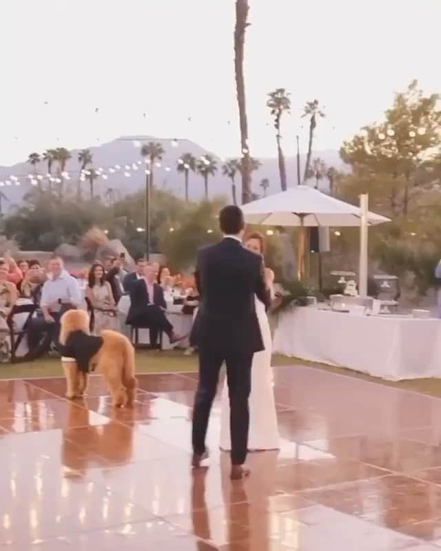 のインスタグラム：「Awww so cute! . . . . . . . Vd @amariproductions  . .  #dress  #vestido #weddingdecor #decoracaocasamento  #wedding #bride #bridetobe #noiva  #vestidodenoiva #weddingdress #weddinggown  #casamento #honeymoon #luademel #destinationwedding #weddingideasbrides」