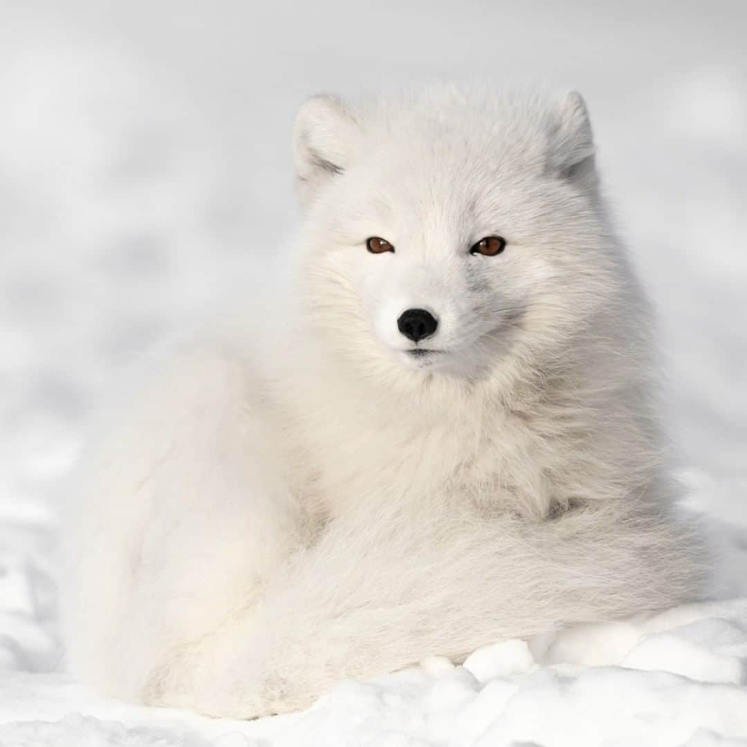 National Geographic Travelさんのインスタグラム写真 - (National Geographic TravelInstagram)「Photo by @daisygilardini  One of my favorite locations to photograph arctic foxes is Svalbard, in the Norwegian Arctic.  Arctic foxes are well adapted to survive the extreme conditions of their habitat. Depending on the season, arctic foxes can change the color of their fur. During the spring and summer, they have grayish brown fur to match the brown dirt on the ground. During the winter, they shed into a pure white fur to match the snow. Follow me @DaisyGilardini for more images and stories behind the scenes. #conservation #arctic #fox #arcticfox #climatechange」8月2日 3時02分 - natgeotravel