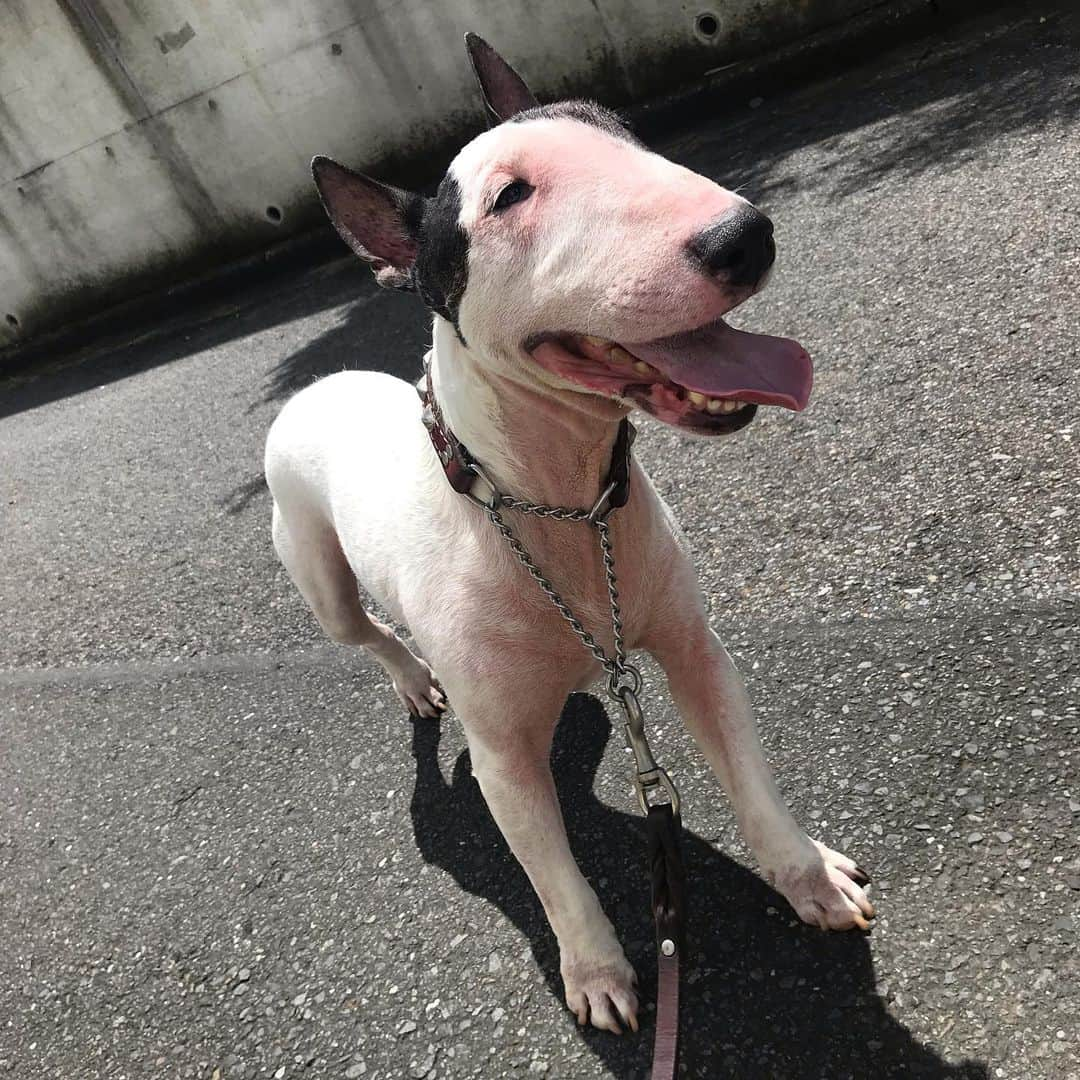 Q太郎さんのインスタグラム写真 - (Q太郎Instagram)「#minituru#bull#terrier#minibullterrier#miniturubullterrier#dog#dogstagram#cute#qtaro#love#family#ミニチュア#ブルテリア#ミニチュアブルテリア#Q太郎」8月2日 14時06分 - qtaro.jun