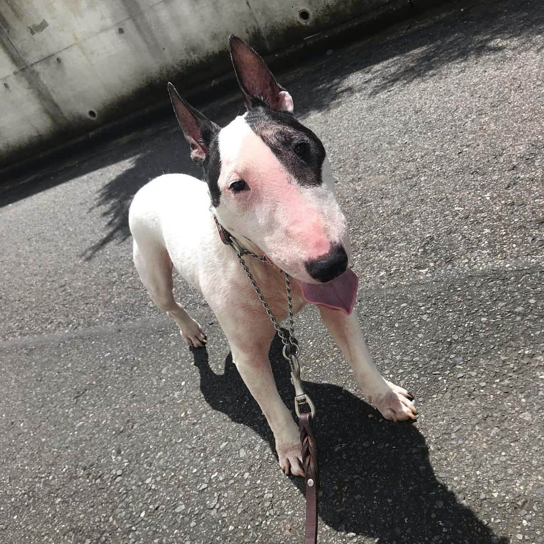 Q太郎さんのインスタグラム写真 - (Q太郎Instagram)「#minituru#bull#terrier#minibullterrier#miniturubullterrier#dog#dogstagram#cute#qtaro#love#family#ミニチュア#ブルテリア#ミニチュアブルテリア#Q太郎」8月2日 14時06分 - qtaro.jun