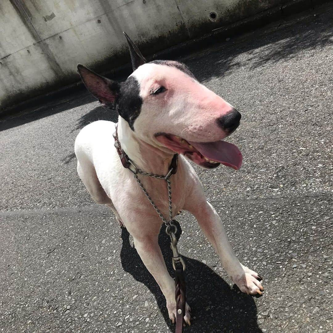 Q太郎さんのインスタグラム写真 - (Q太郎Instagram)「#minituru#bull#terrier#minibullterrier#miniturubullterrier#dog#dogstagram#cute#qtaro#love#family#ミニチュア#ブルテリア#ミニチュアブルテリア#Q太郎」8月2日 14時06分 - qtaro.jun