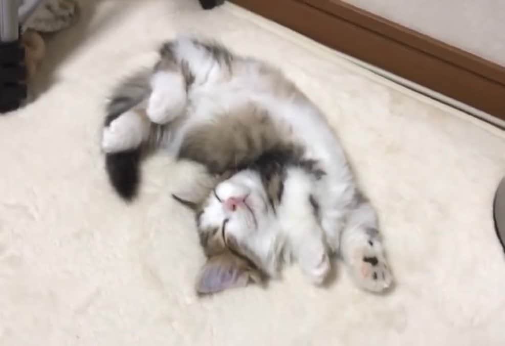 ひのき猫のインスタグラム