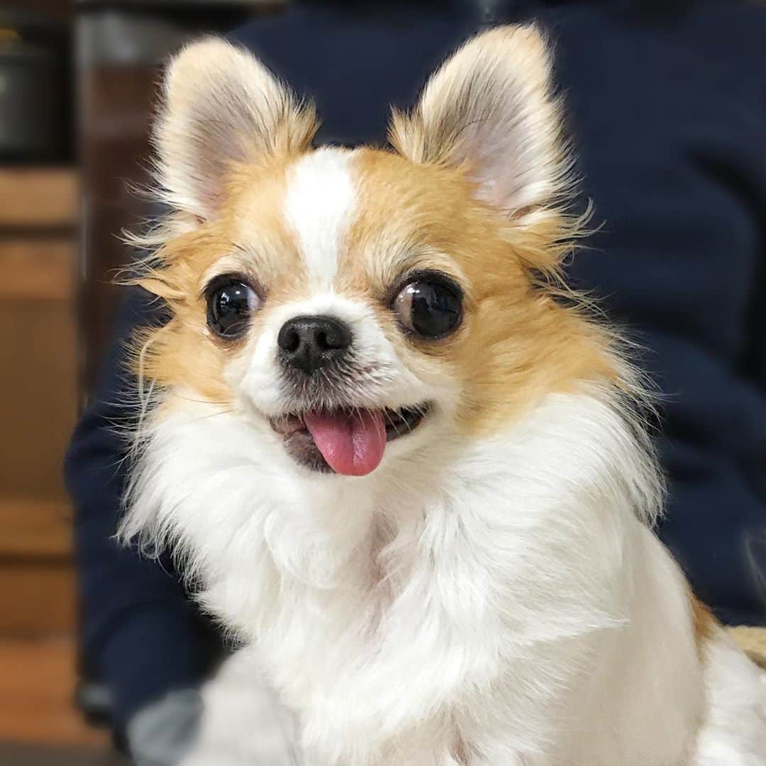 ちまのインスタグラム