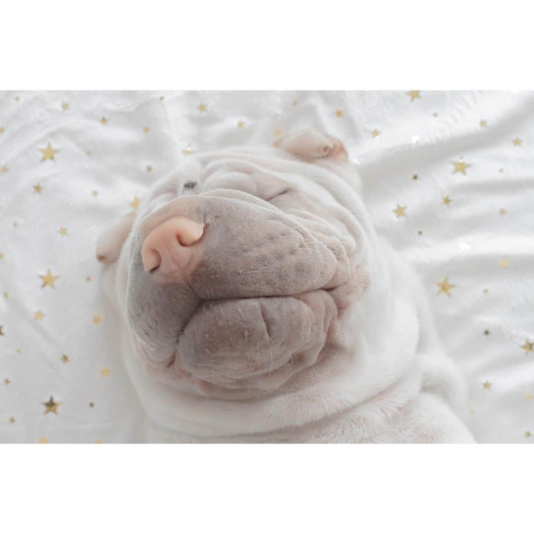 annie&pADdinGtoNさんのインスタグラム写真 - (annie&pADdinGtoNInstagram)「Twinkle Twinkle Little Star ⭐️ #sleepysunday #littlelamb #lambington #love #sharpei #sharpeisofinstagram #sharpeiworld #instagood #weeklyfluff #dog #dogs #dogslife #ilovemydog #dogsofinstagram #iloveyoutothemoonandback」8月2日 13時02分 - anniepaddington