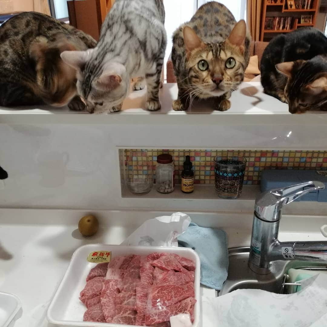 のインスタグラム：「美味しい飛騨牛をまたまたいただきましたー❤本当にいつもナイスタイミングで送ってくださる事に感謝です！毎回毎回感激！ニャンズも駆けつけて、飛騨牛フィーバーな我が家です。（笑） ありがとうございました！#飛騨牛　#岐阜　#ありがとうございました 　#プレゼント　#感謝しかない 　#がんばるぞ  #猫も駆けつけた　#フィーバー」