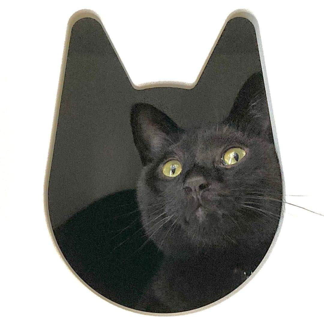 しおやてるこさんのインスタグラム写真 - (しおやてるこInstagram)「猫の穴 #黒猫」8月2日 13時28分 - shiochin1129